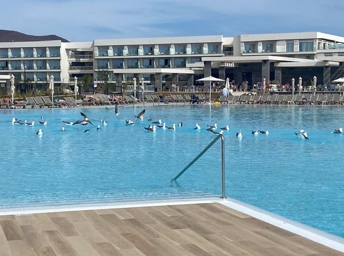 Las gaviotas posadas en la piscina del hotel Barceló Playa Blanca