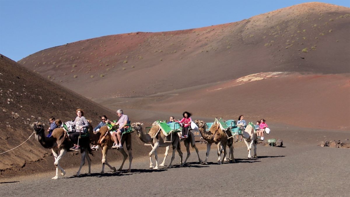 Excursión con camellos por Timanfaya