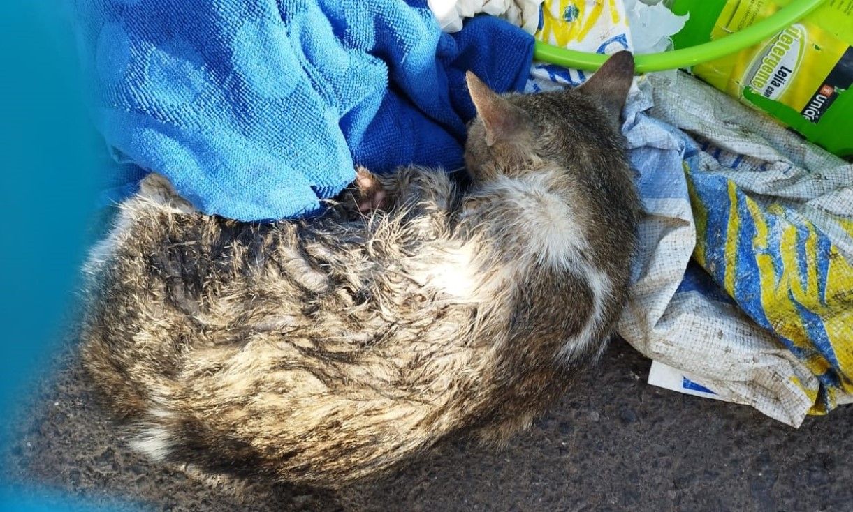 Gato maltratado en Haría