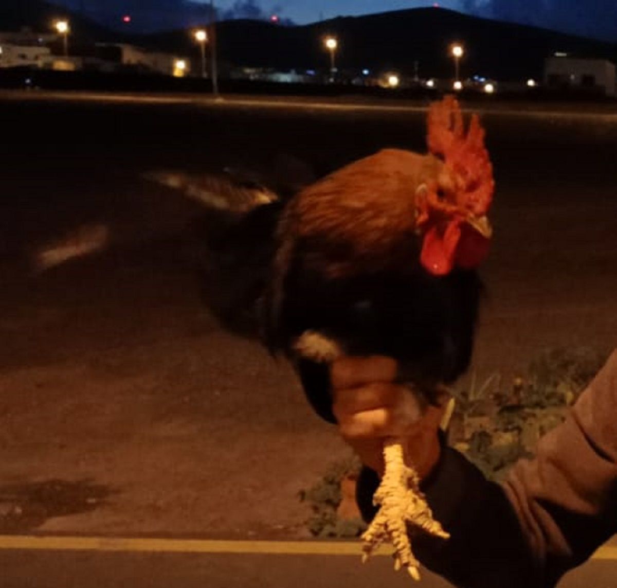 Un gallo encontrado en una vivienda