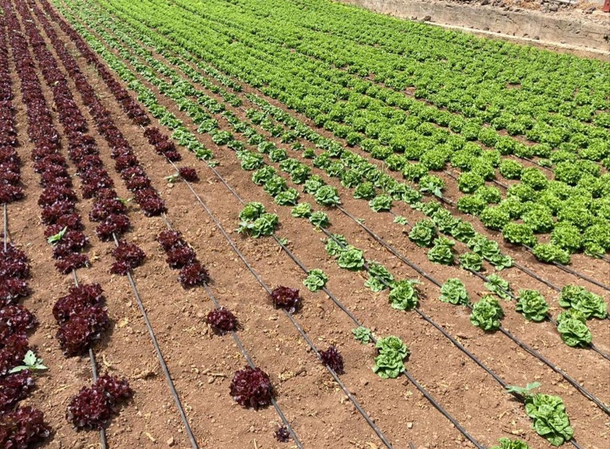 Sistema de riego en un cultivo. Agricultura.