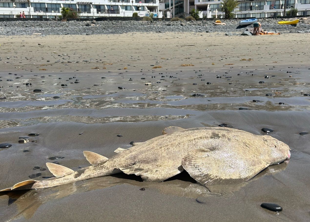 Angelote muerto en playa Afre (Fotos: La Voz)