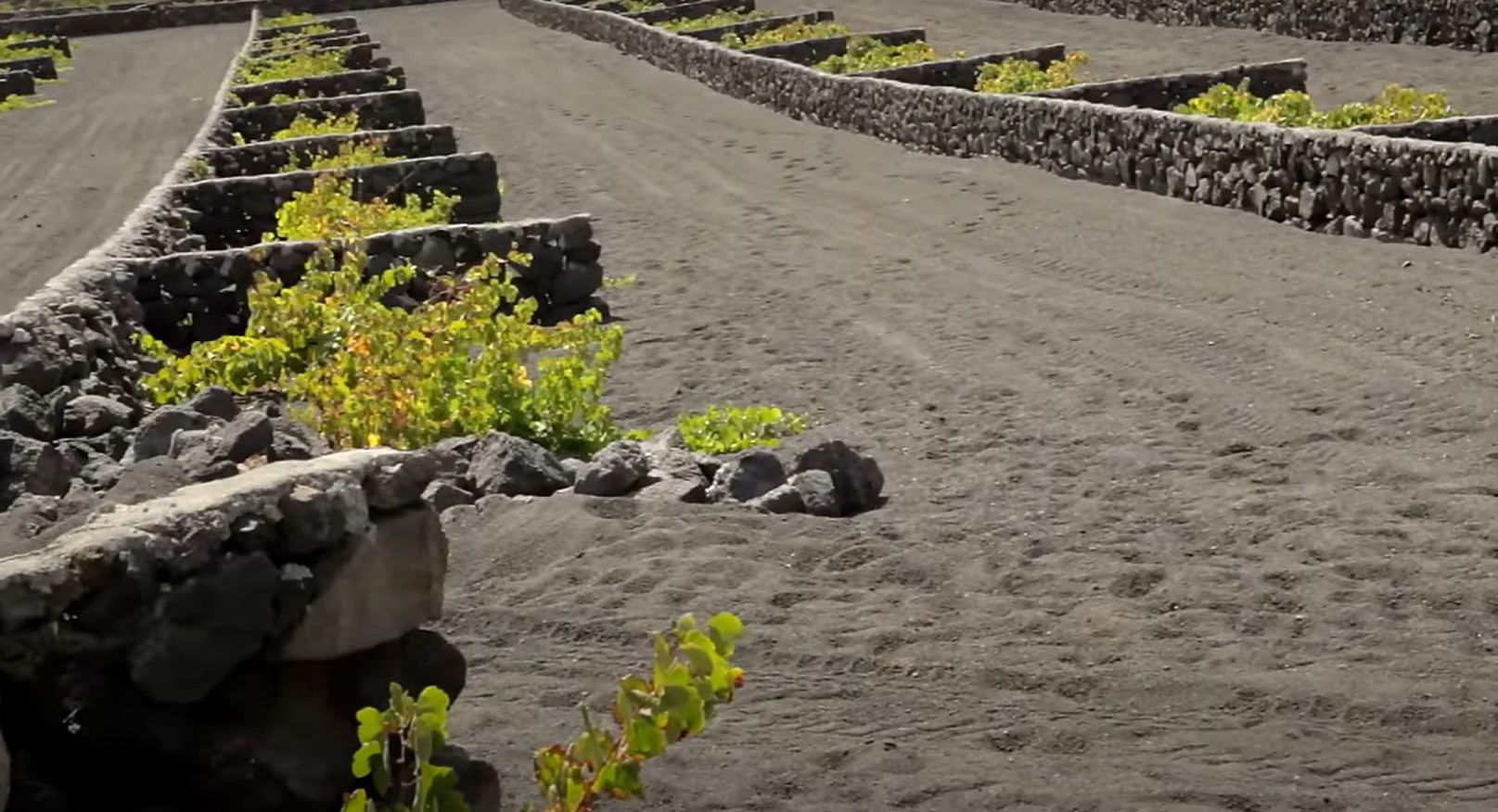 Viñedos de El Grifo en Lanzarote