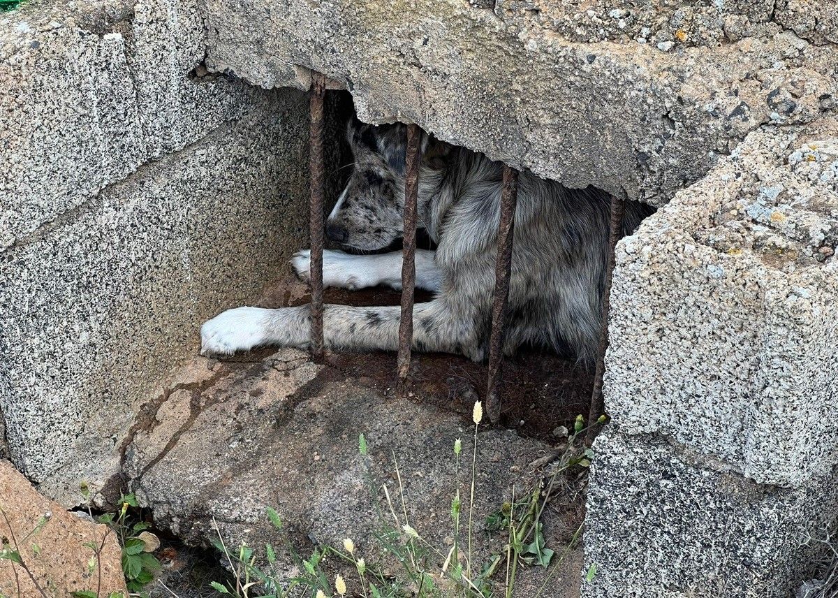 The dog inside the cistern in Arrecife