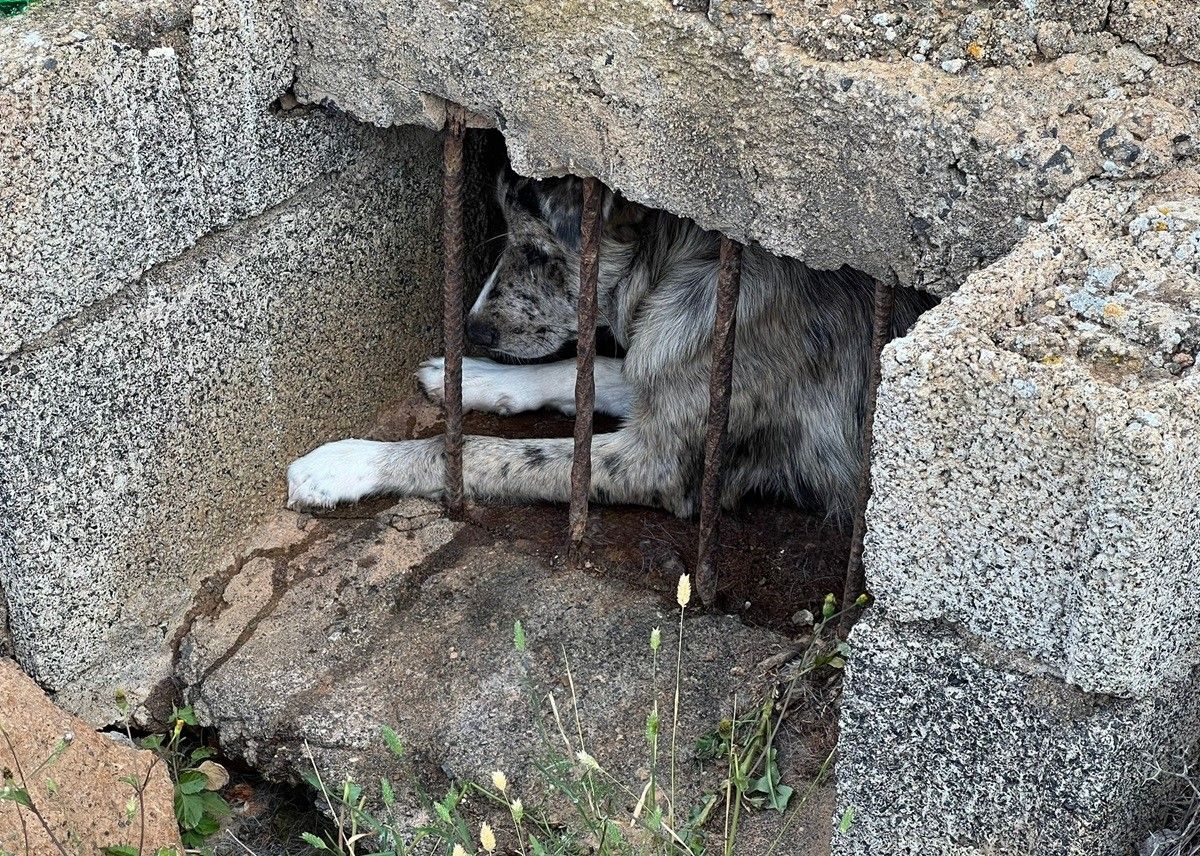 El perro en el interior del aljibe en Arrecife