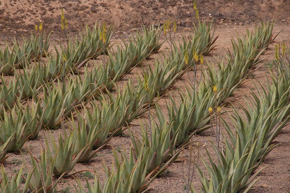 Cultivo de aloe vera. Agricultura