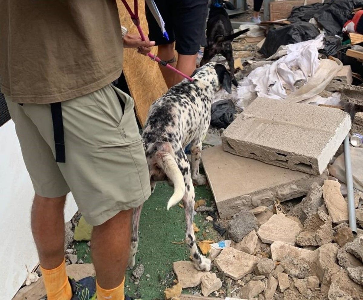 Intervención de la Policía Local de Arrecife para liberar maltrato a los perros