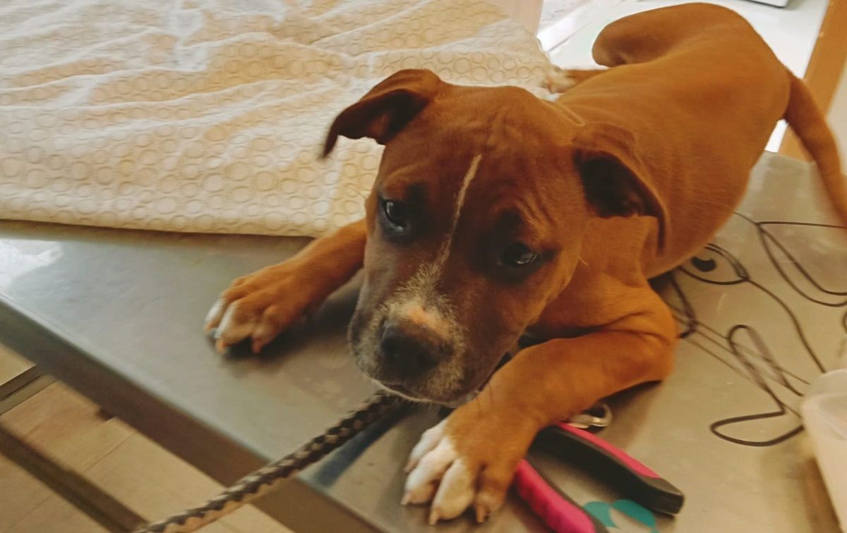 El perro encontrado en los Jameos del Agua