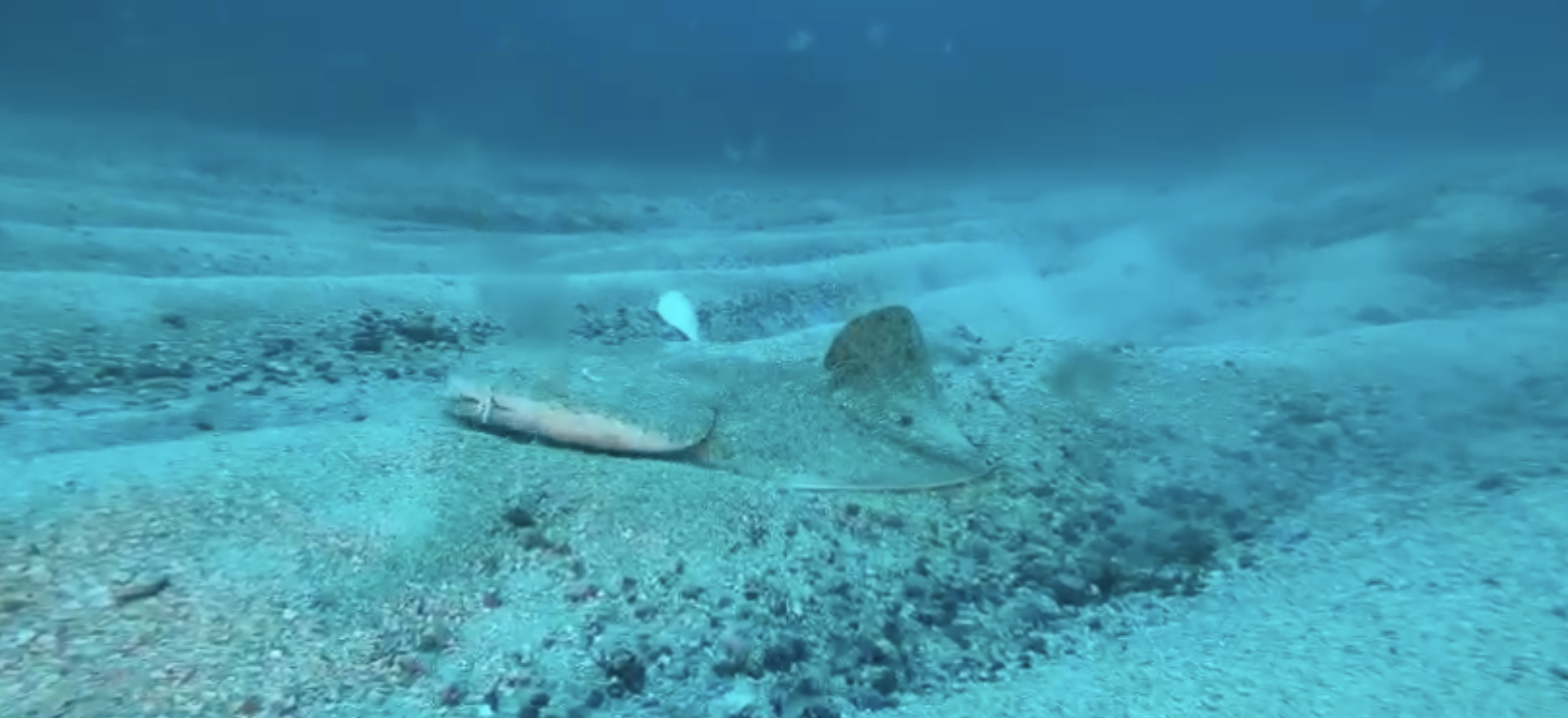 Así se oculta el tiburón ángel en el fondo del mar entre La Graciosa y Lanzarote. Vídeo: Javier Bermúdez Páez.