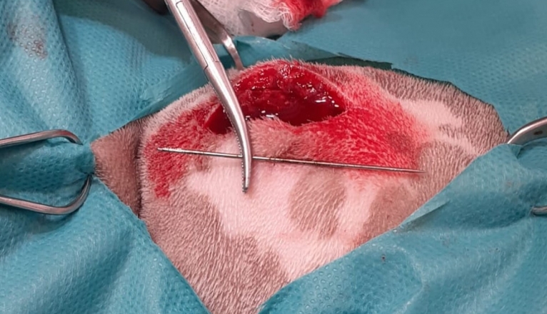 La extracción de la aguja del cuerpo de la perrita La extracción de la aguja del cuerpo de la perrita