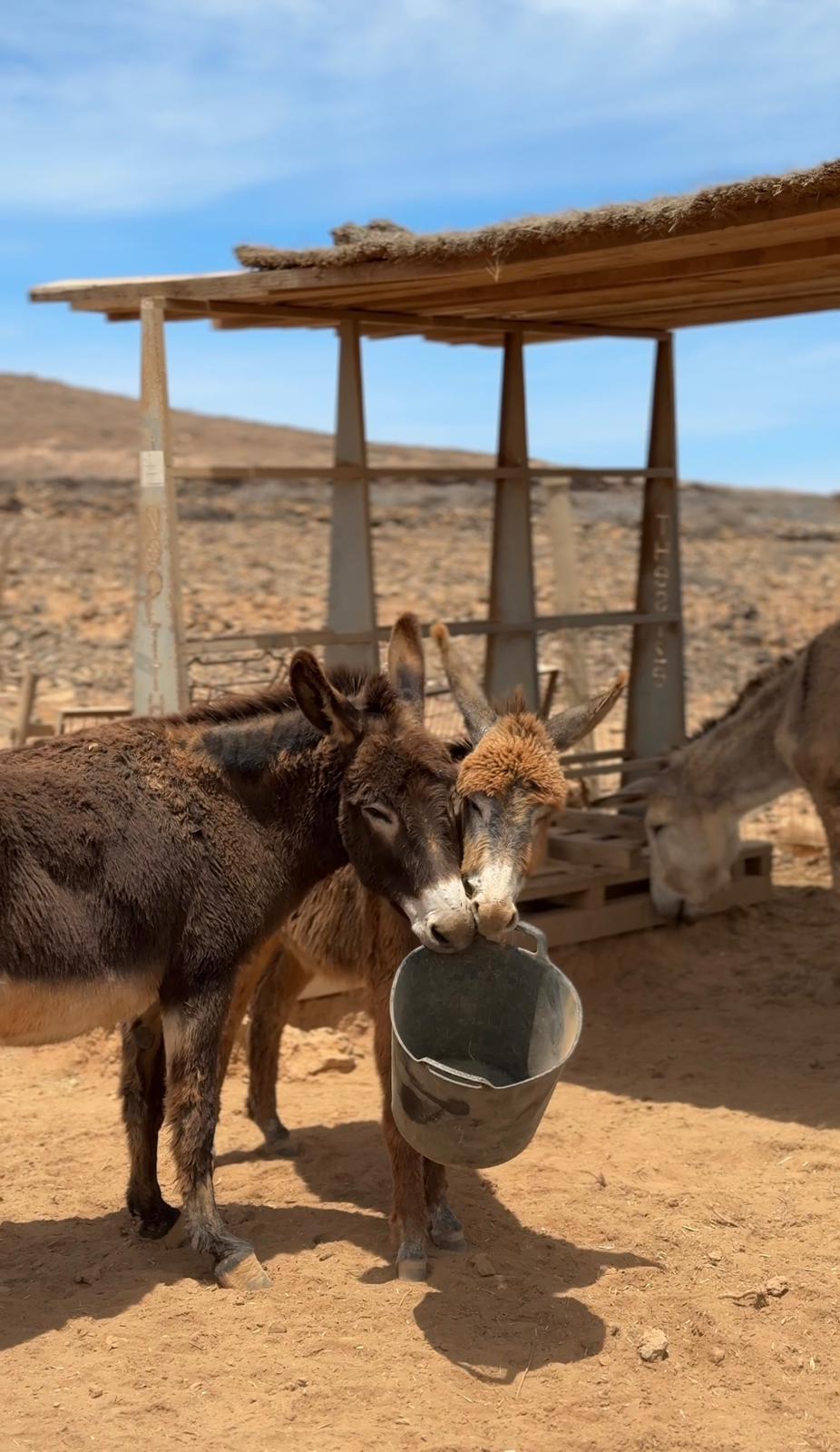 El refugio La Casa de las Estrellas en Teguise