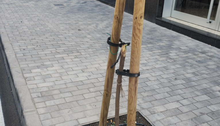 Uno de los árboles arrancados 