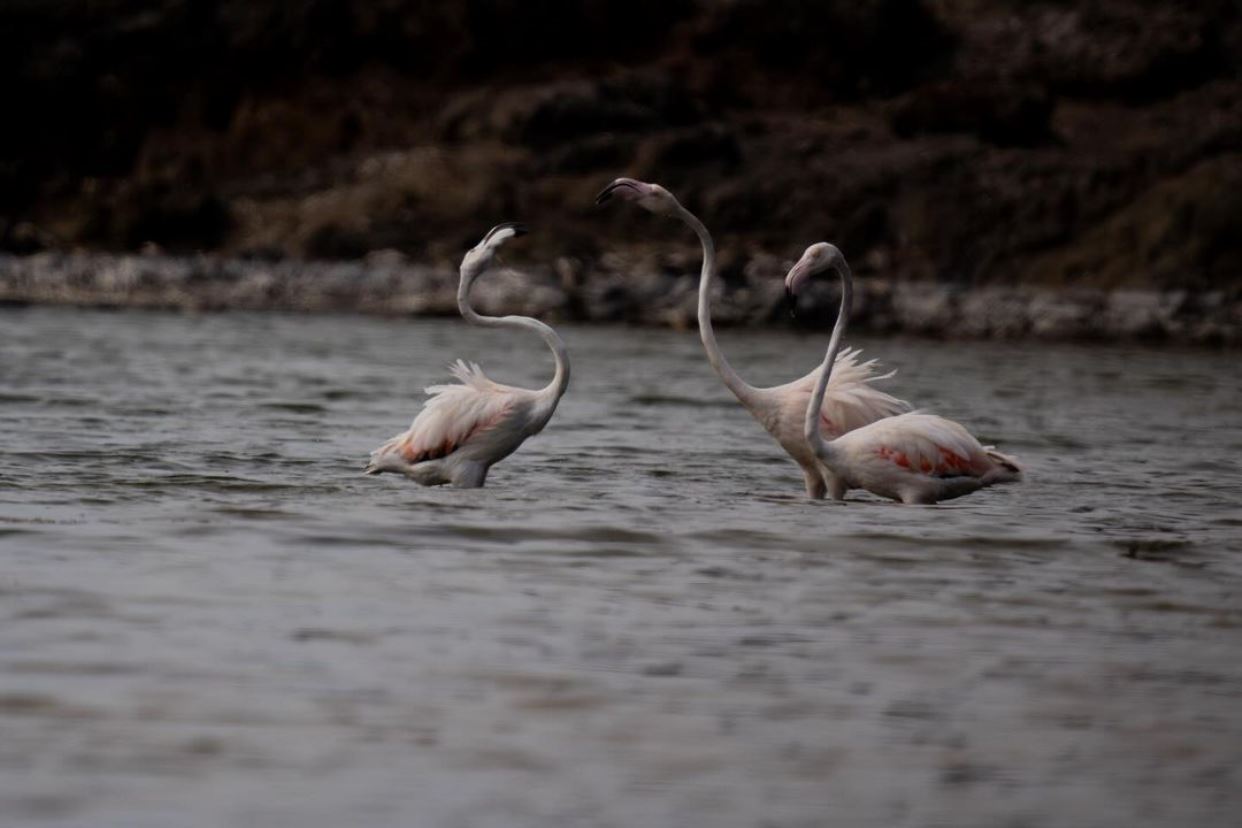 Flamencos en Lanzarote (Fotos: Daniel Bethencourt)