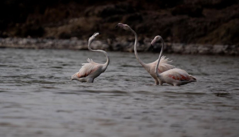 Flamencos en Lanzarote (Fotos: Daniel Bethencourt) Flamencos en Lanzarote (Fotos: Daniel Bethencourt)