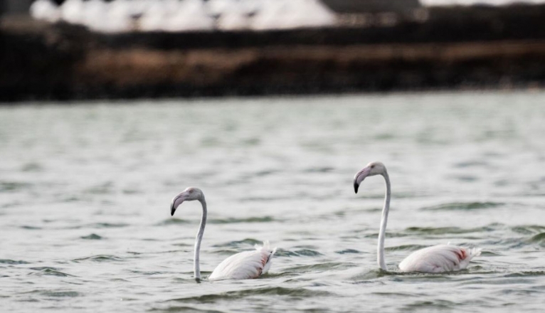 Flamencos en Salinas de Janubio Flamencos en Salinas de Janubio