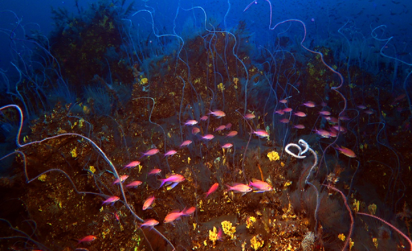 Corals, fish, submarine lava, Tajogaite volcano, La Palma. Photo: IGME CSIC.
