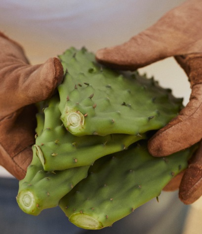 Proceso de recolección de raquetas de cactus en el jardín de Dior en Lanzarote. Foto: Dior. 