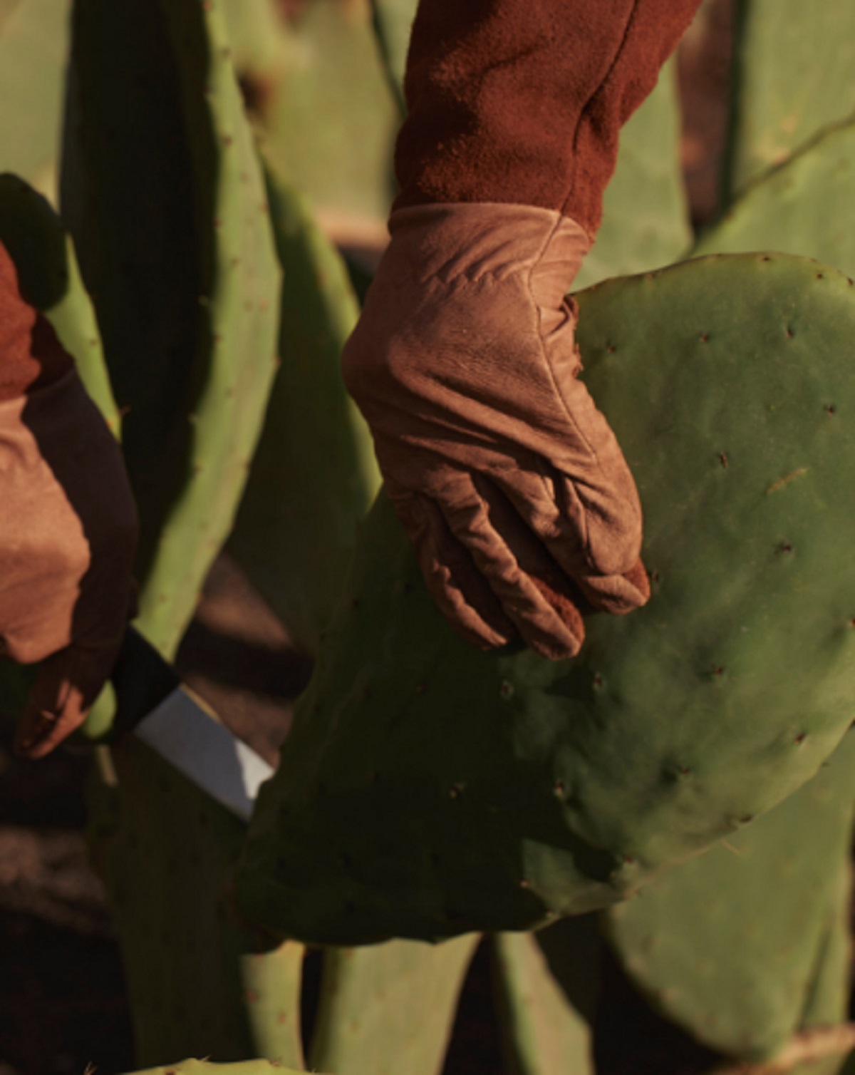 Proceso de recolección de raquetas de cactus en el jardín de Dior en Lanzarote. Foto: Dior. 