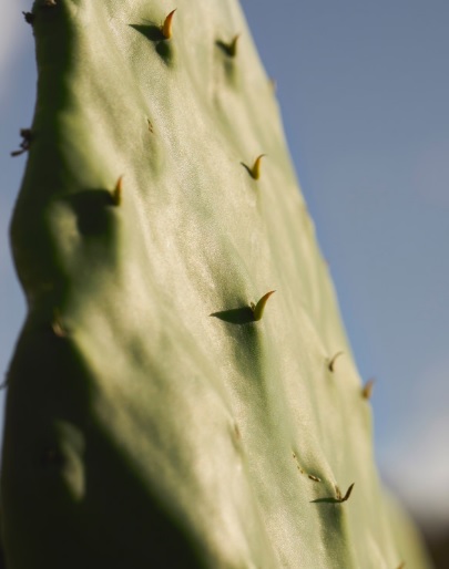 Proceso de recolección de raquetas de cactus en el jardín de Dior en Lanzarote. Foto: Dior. 