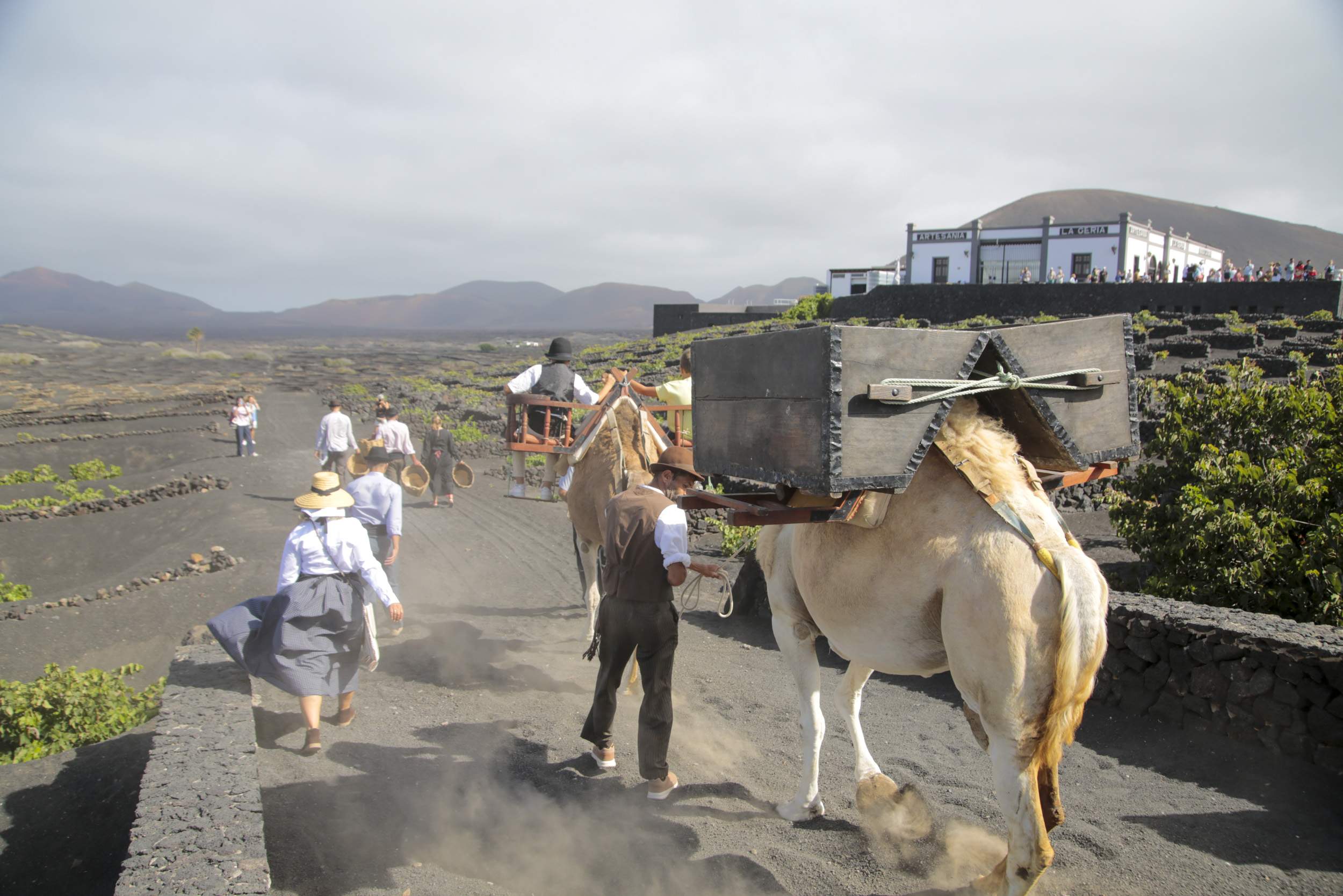  La Geria interpreta su pasado de la vendimia. Fotos: Juan Mateos.
