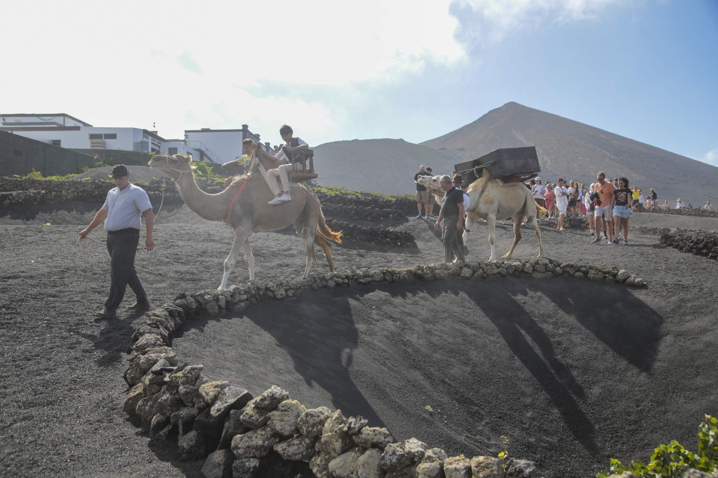  La Geria interpreta su pasado de la vendimia. Fotos: Juan Mateos.