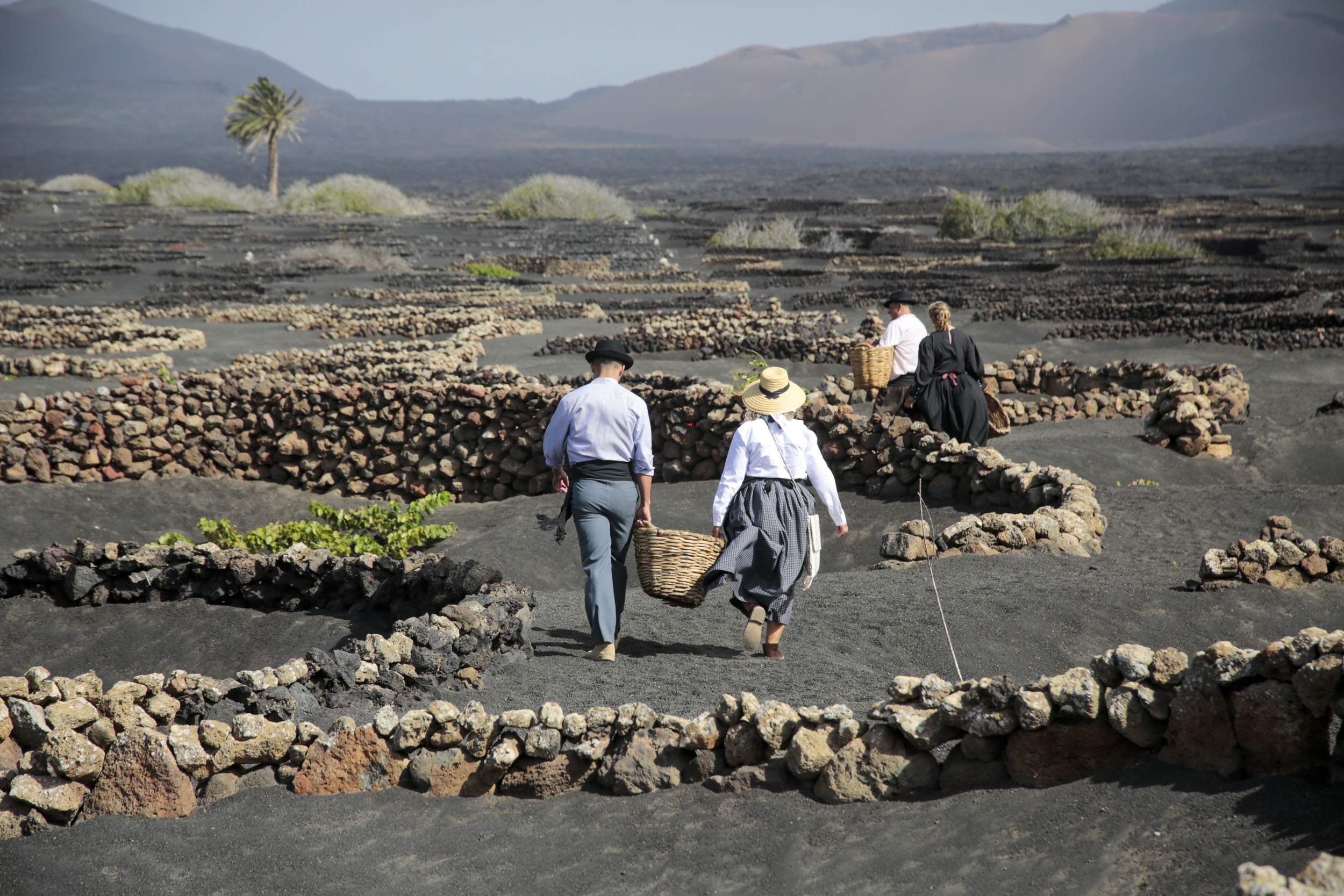  La Geria interpreta su pasado de la vendimia. Fotos: Juan Mateos.