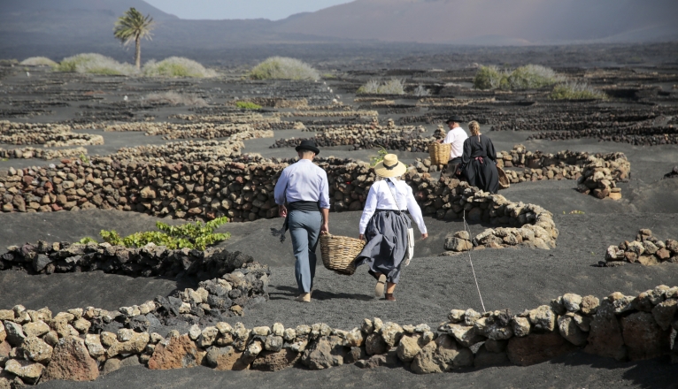 La Geria interpreta su pasado de la vendimia. Fotos: Juan Mateos. La Geria interpreta su pasado de la vendimia. Fotos: Juan Mateos.