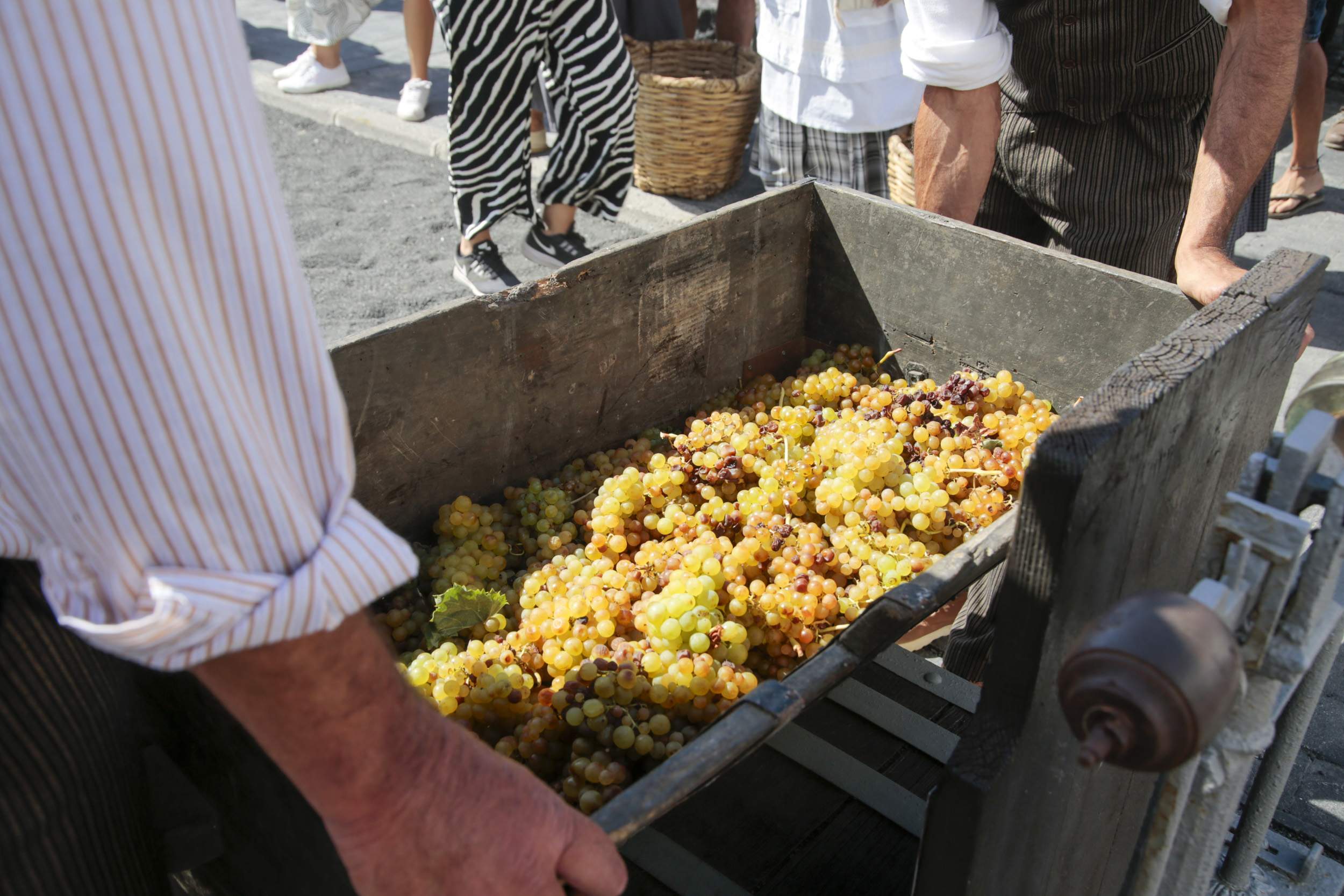  La Geria interpreta su pasado de la vendimia. Fotos: Juan Mateos.