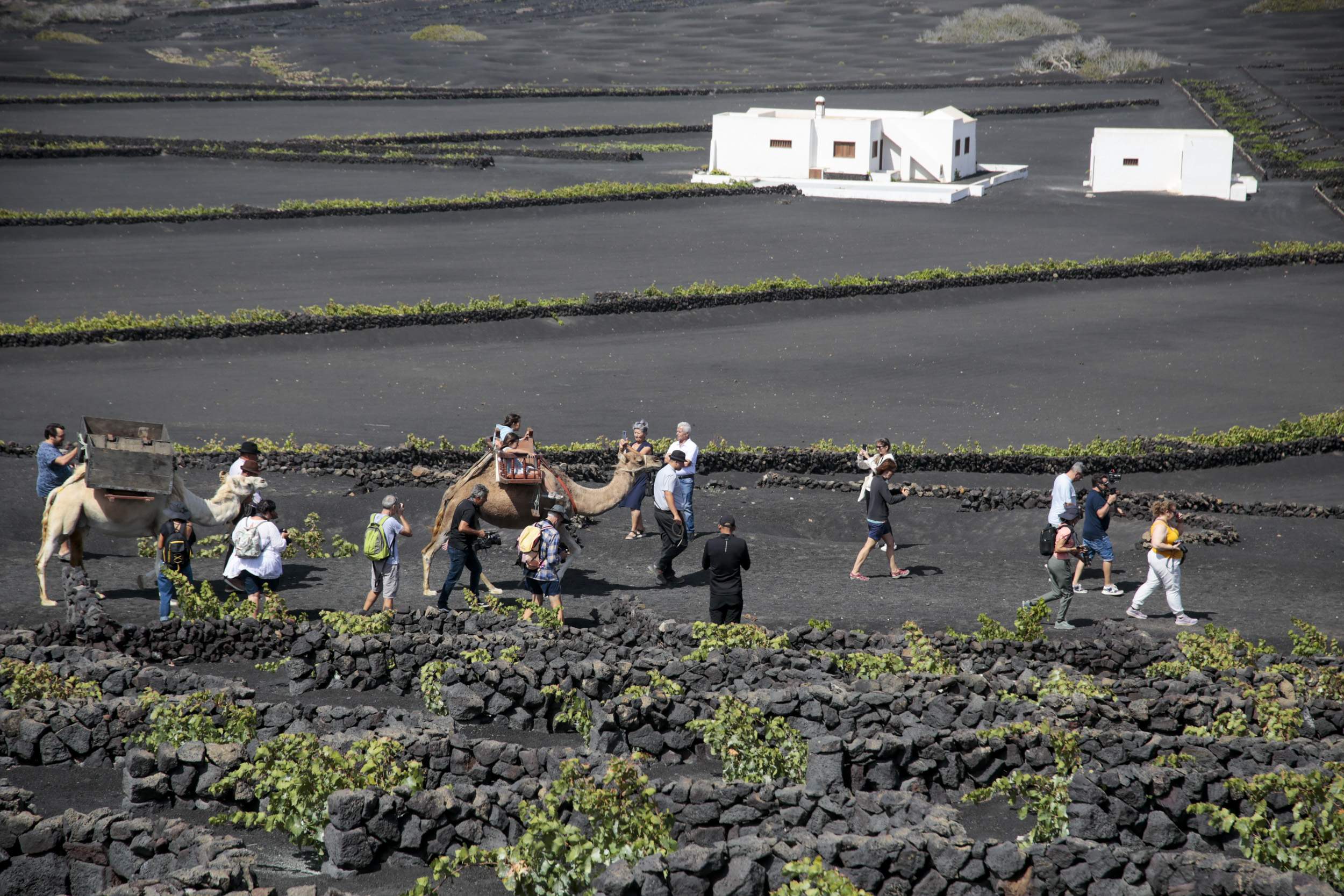  La Geria interpreta su pasado de la vendimia. Fotos: Juan Mateos.