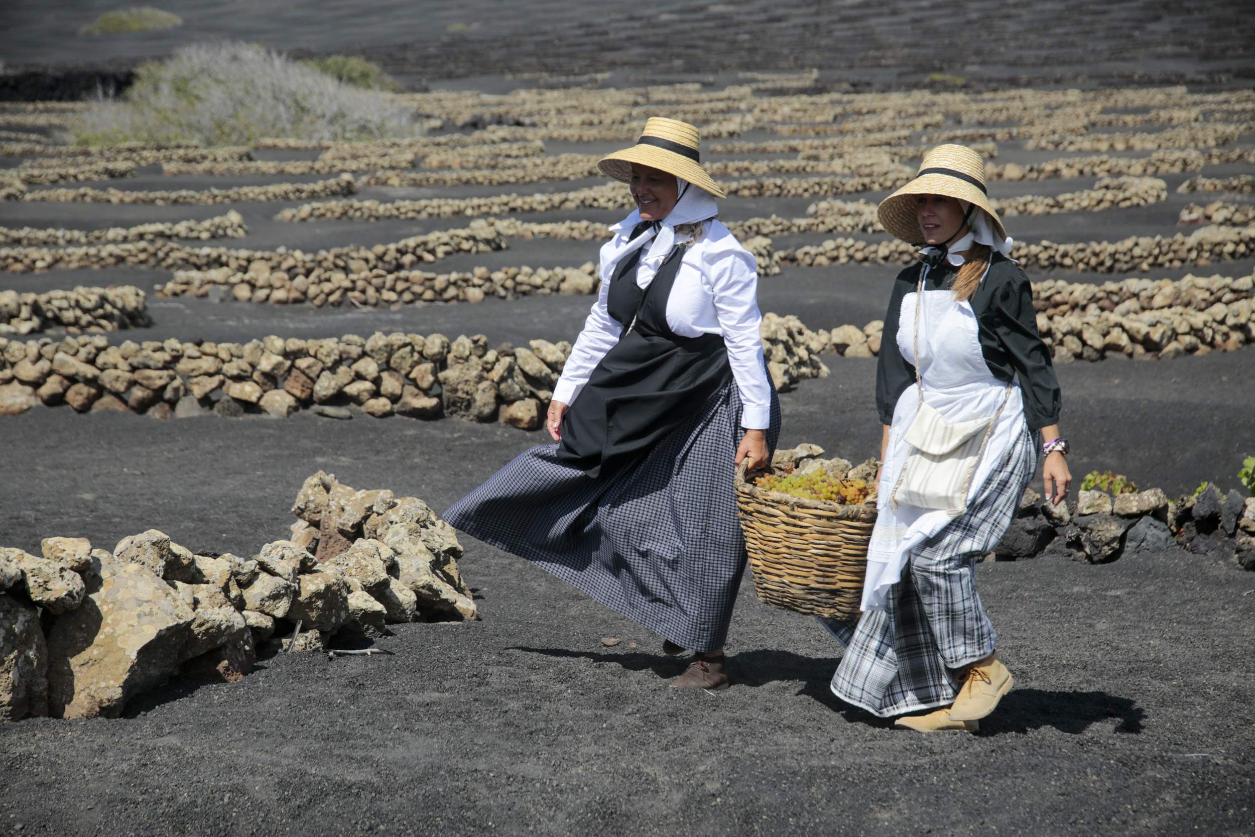  La Geria interpreta su pasado de la vendimia. Fotos: Juan Mateos.