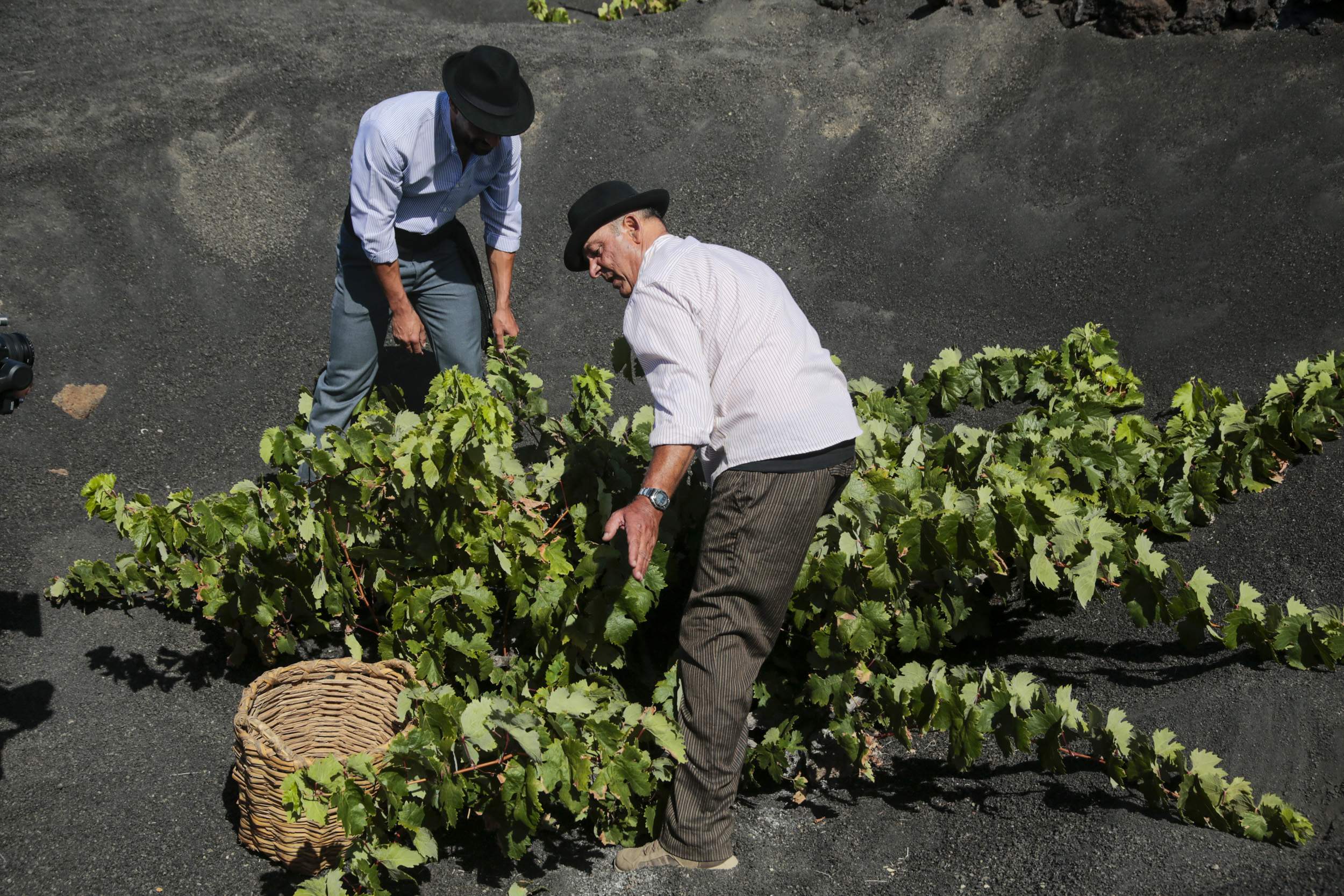  La Geria interpreta su pasado de la vendimia. Fotos: Juan Mateos.