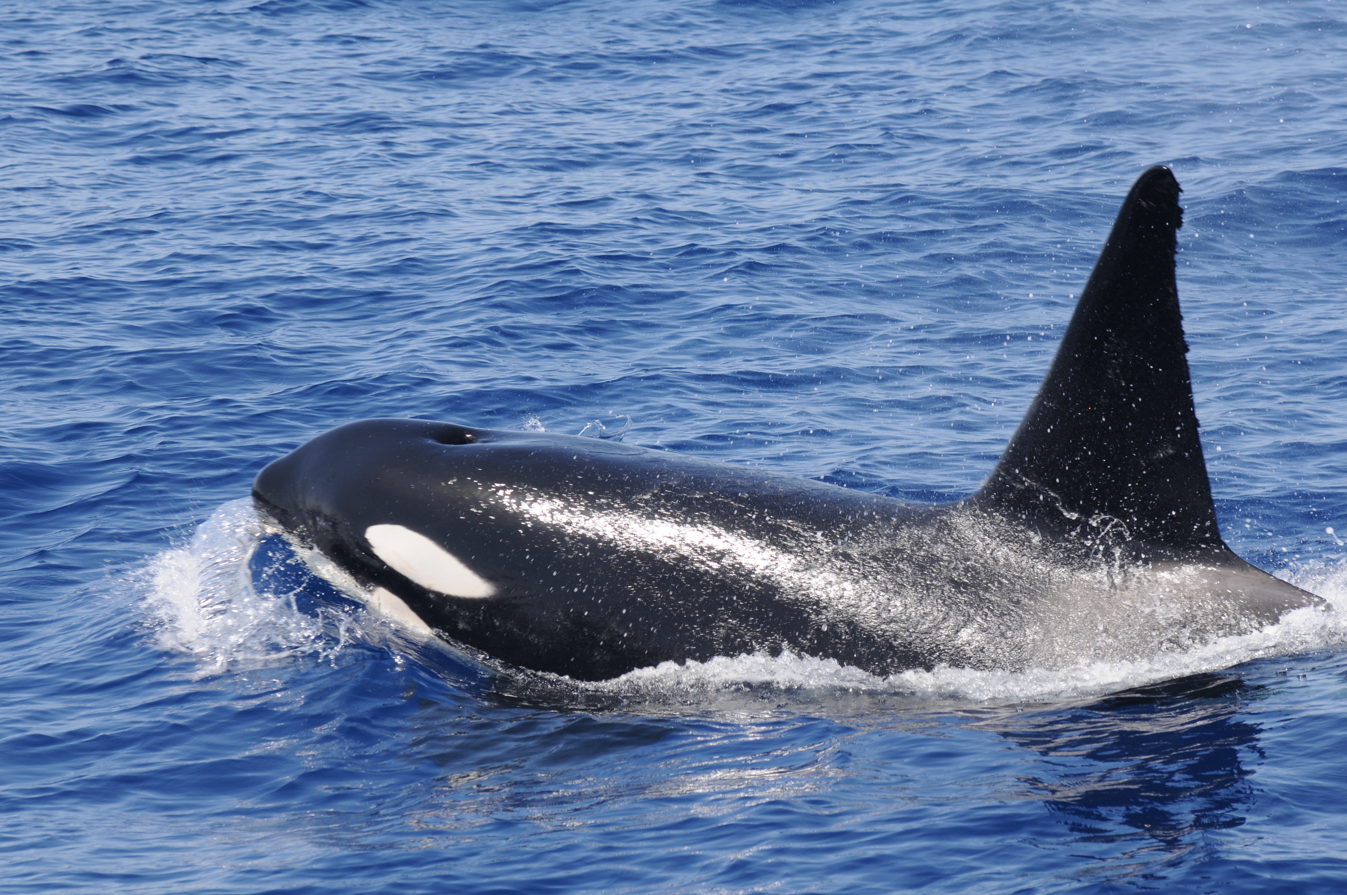 An orca sighted off the coast of Lanzarote. Photo: SECAC.