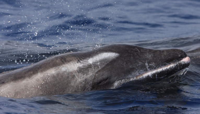A rough-toothed dolphin on the coasts of Lanzarote and Fuerteventura. PHOTO: SECAC. A rough-toothed dolphin on the coasts of Lanzarote and Fuerteventura. PHOTO: SECAC.