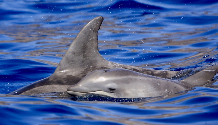 A rough-toothed dolphin calf. Photo: SECAC. A rough-toothed dolphin calf. Photo: SECAC.