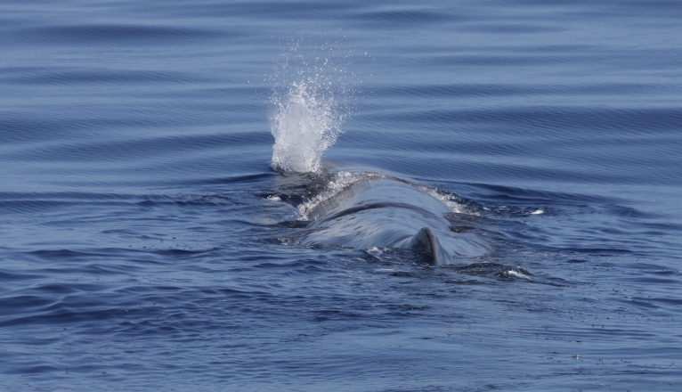 A sperm whale on the coast of Lanzarote. Photo: SECAC. A sperm whale on the coast of Lanzarote. Photo: SECAC.