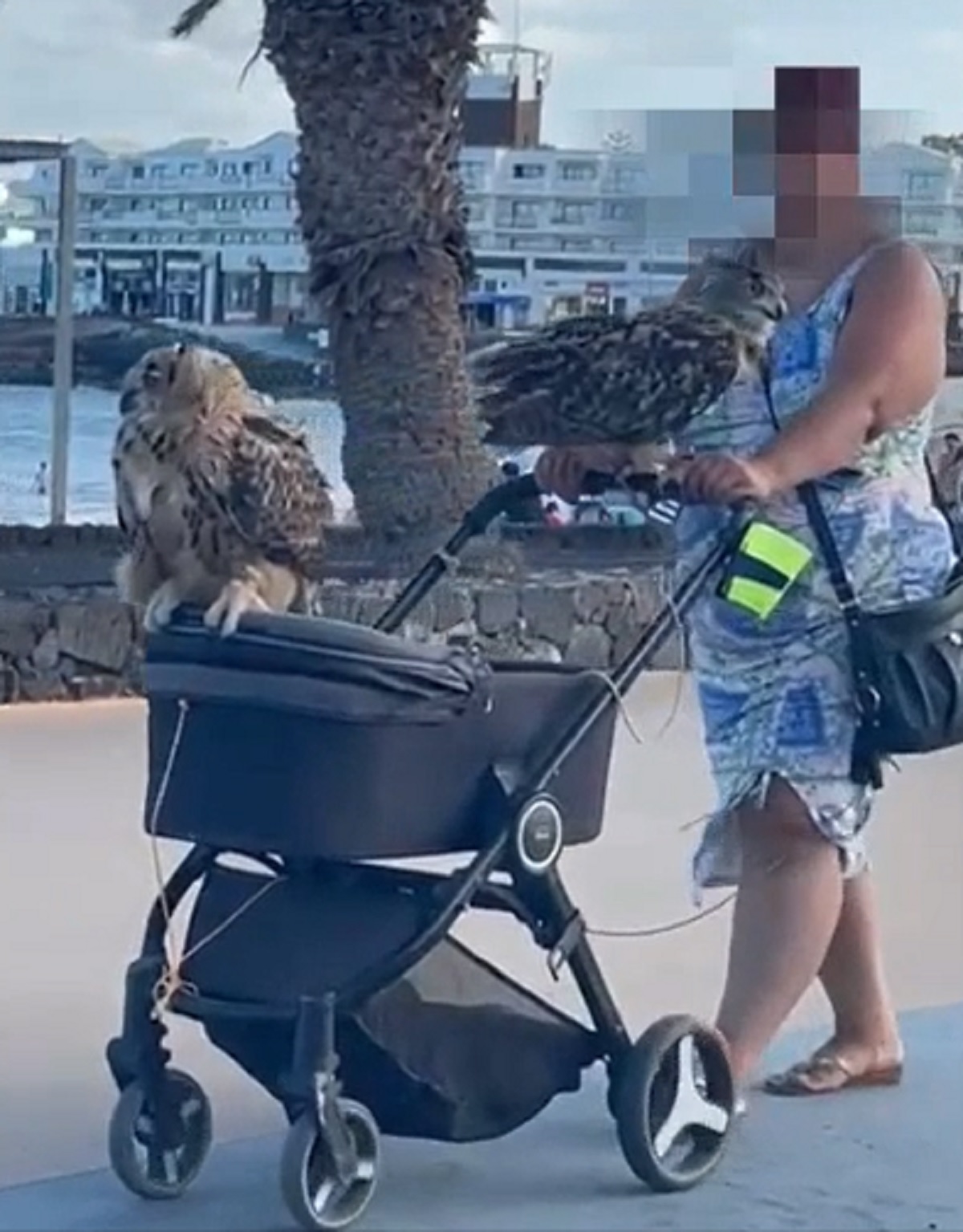 Pasea a dos búhos por la playa de Las Cucharas