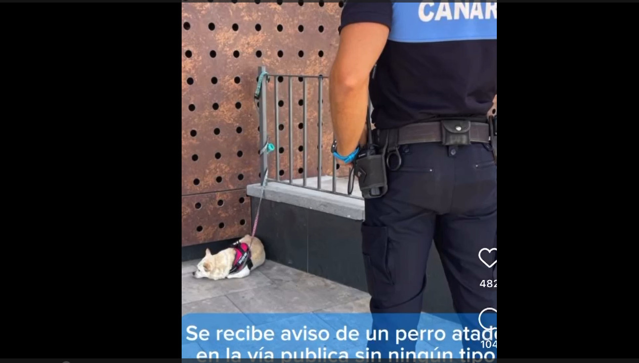 Perro atado fuera del Open Mall