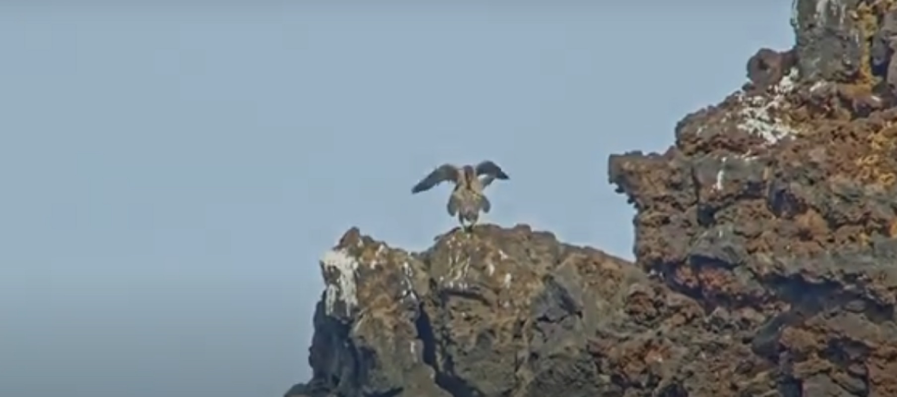 Captan la primera cópula del halcón tagarote en Timanfaya. Foto: SEOBirdLife.