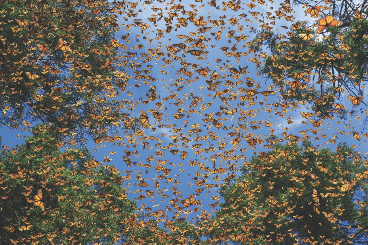 mariposas.3 mariposas.3