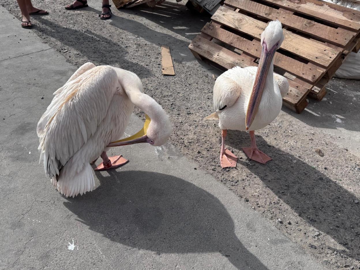 Pelícanos encontrados en La Graciosa