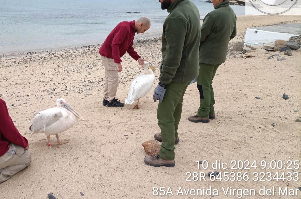 Hallados dos pelícanos en La Graciosa