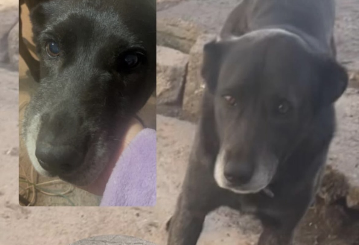 El perro desaparecido en La Asomada