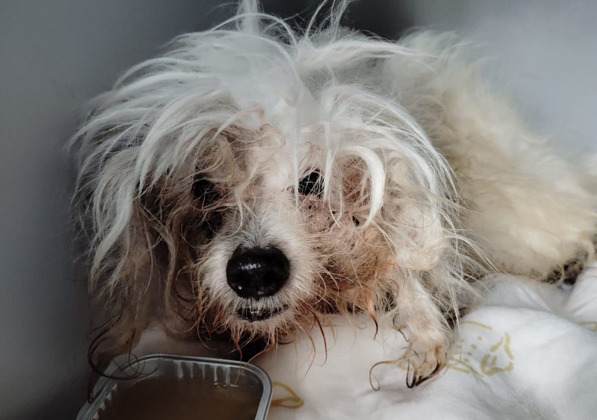 Tyson, uno de los animales con heridas que fue abandonado