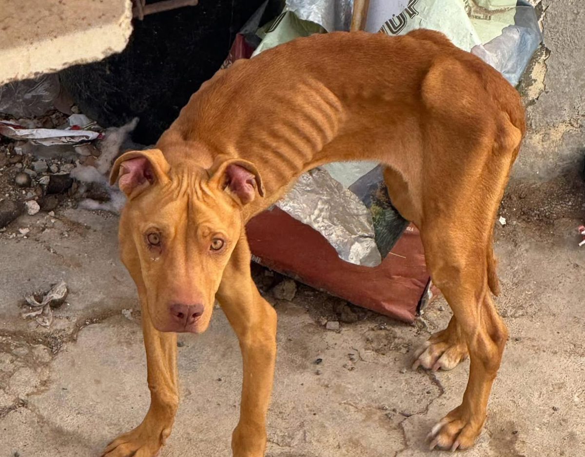 Uno de los perros rescatados por la Policía Local de Arrecife
