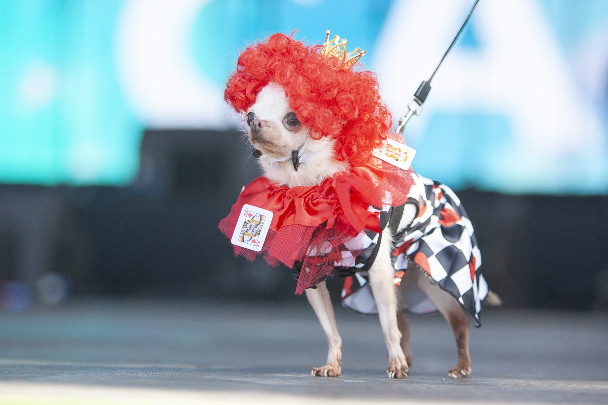Concurso canino de carnaval, Arrecife 2025 (Fotos: Juan Mateos) Concurso canino de carnaval, Arrecife 2025 (Fotos: Juan Mateos)