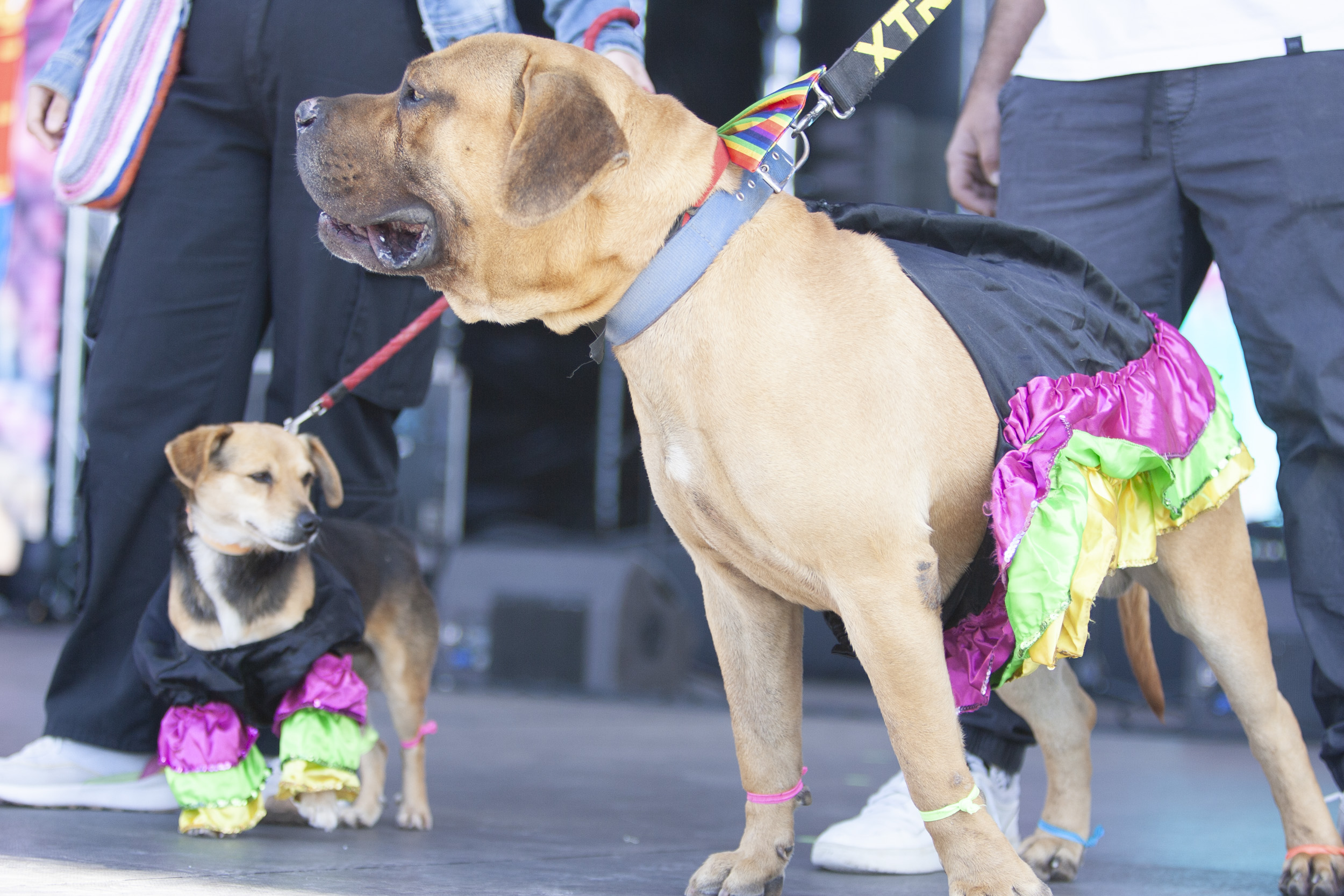 Concurso canino de carnaval, Arrecife 2025 (Fotos: Juan Mateos) Concurso canino de carnaval, Arrecife 2025 (Fotos: Juan Mateos)