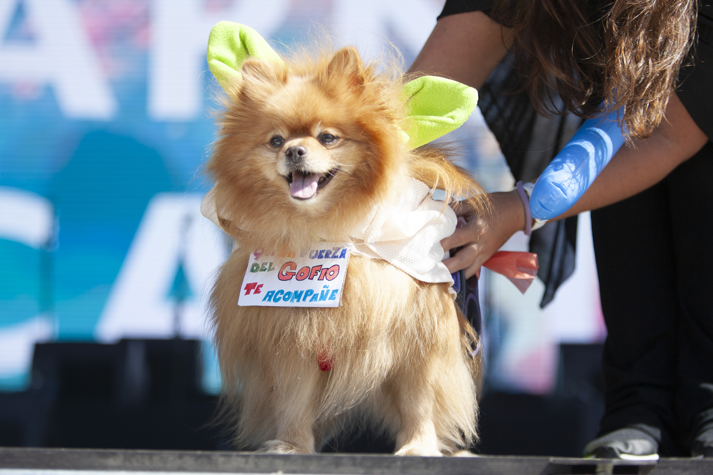 Concurso canino de carnaval, Arrecife 2025 (Fotos: Juan Mateos) Concurso canino de carnaval, Arrecife 2025 (Fotos: Juan Mateos)