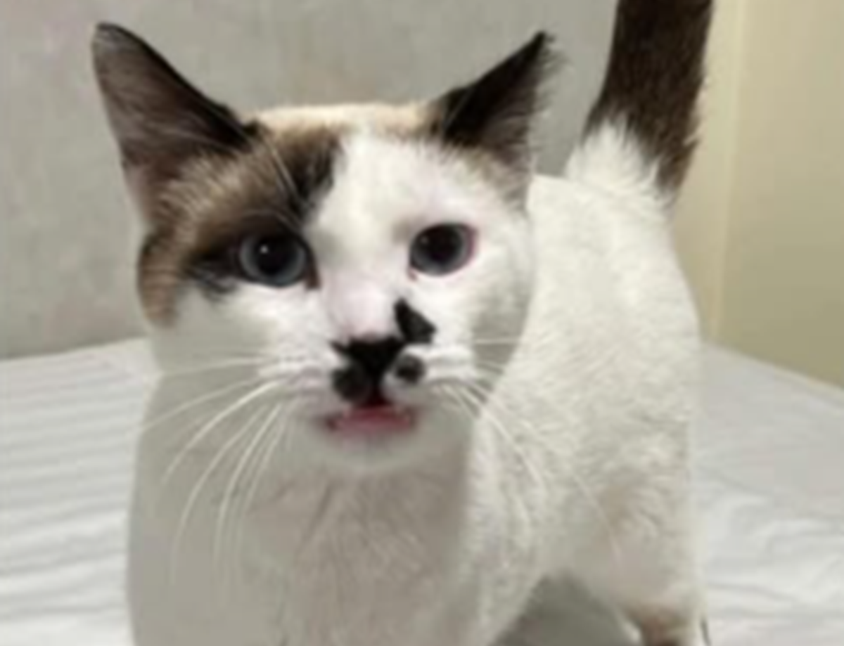 El gato 'Inva' desaparecido
