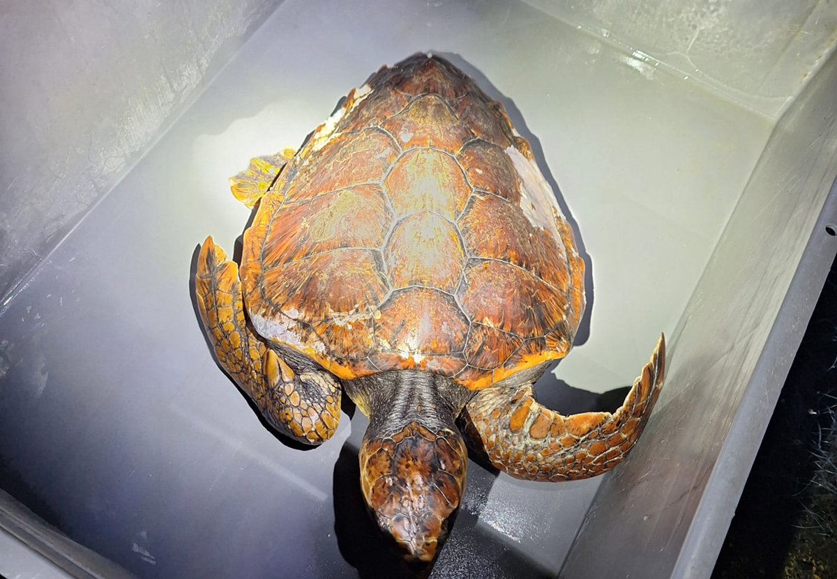 Una de las dos tortugas bobas rescatadas