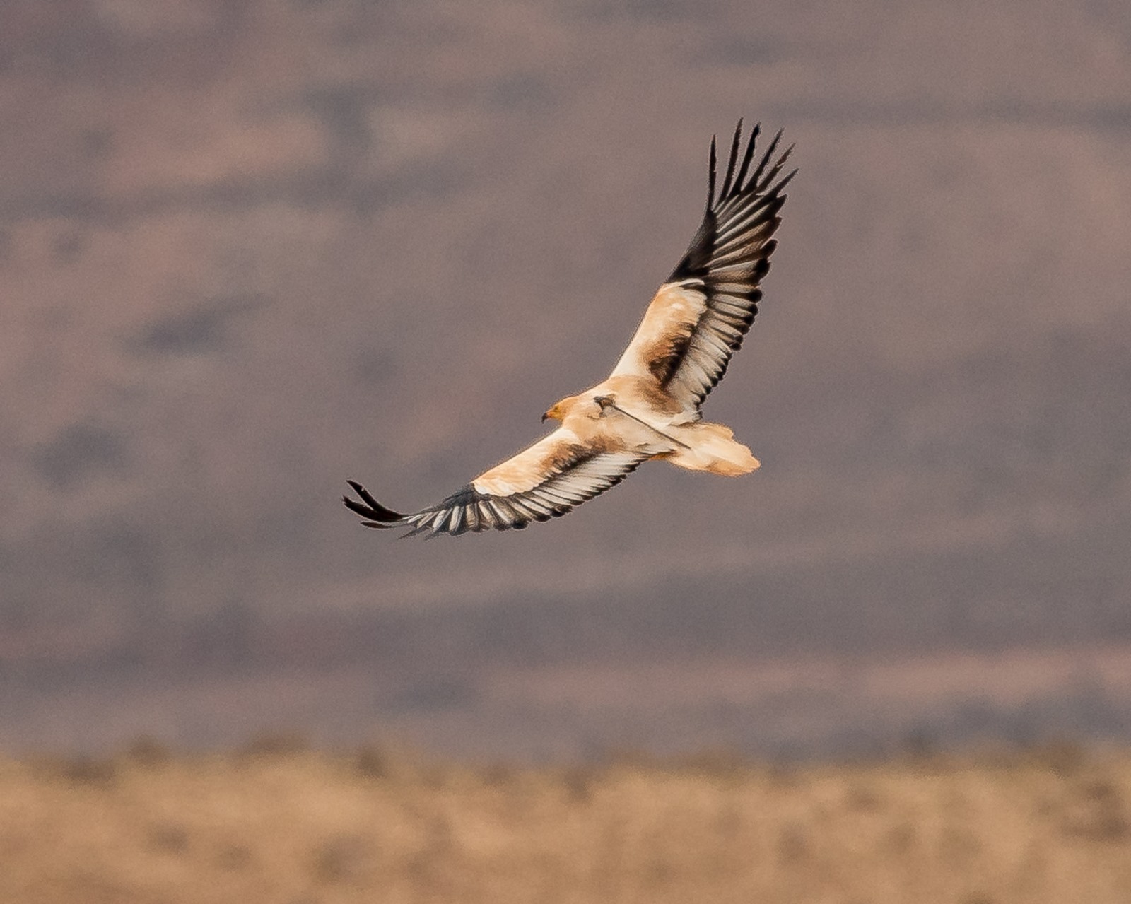 El guirre (neophron percnopterus).